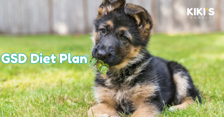 Best Diet Plan for German Shepherds in India