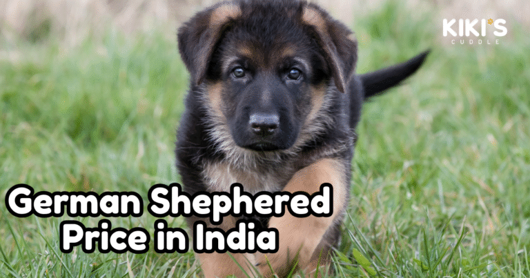 German Shepherd Price in India (2025): Complete Guide for Pet Parents