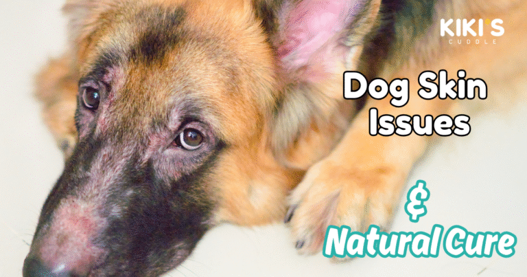 Top 7 Skin Problems in Dogs & How to Treat Them Naturally