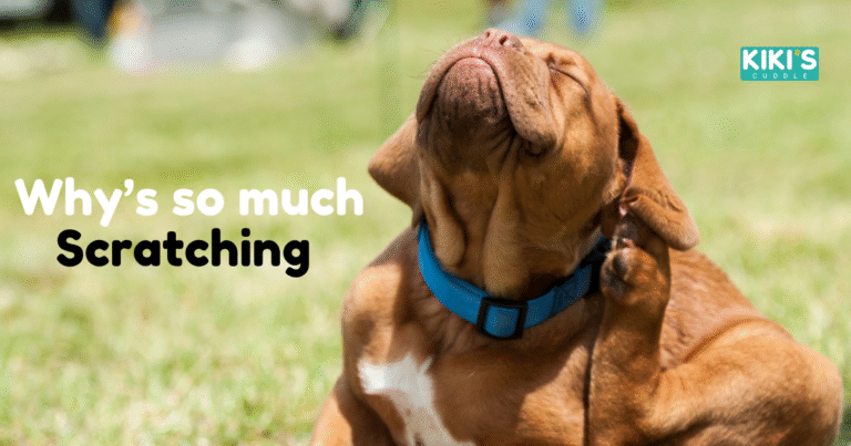 Why Is My Dog Scratching So Much? Common Causes & Remedies