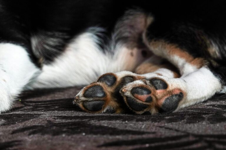 Dog Paw Cracks: How to Treat, Fix & Heal Cracked Dog Paws at Home